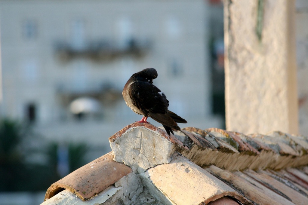 Croatia