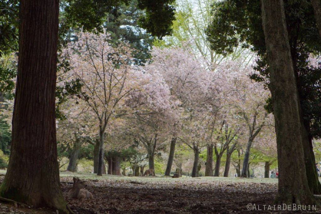 Nara, Japan