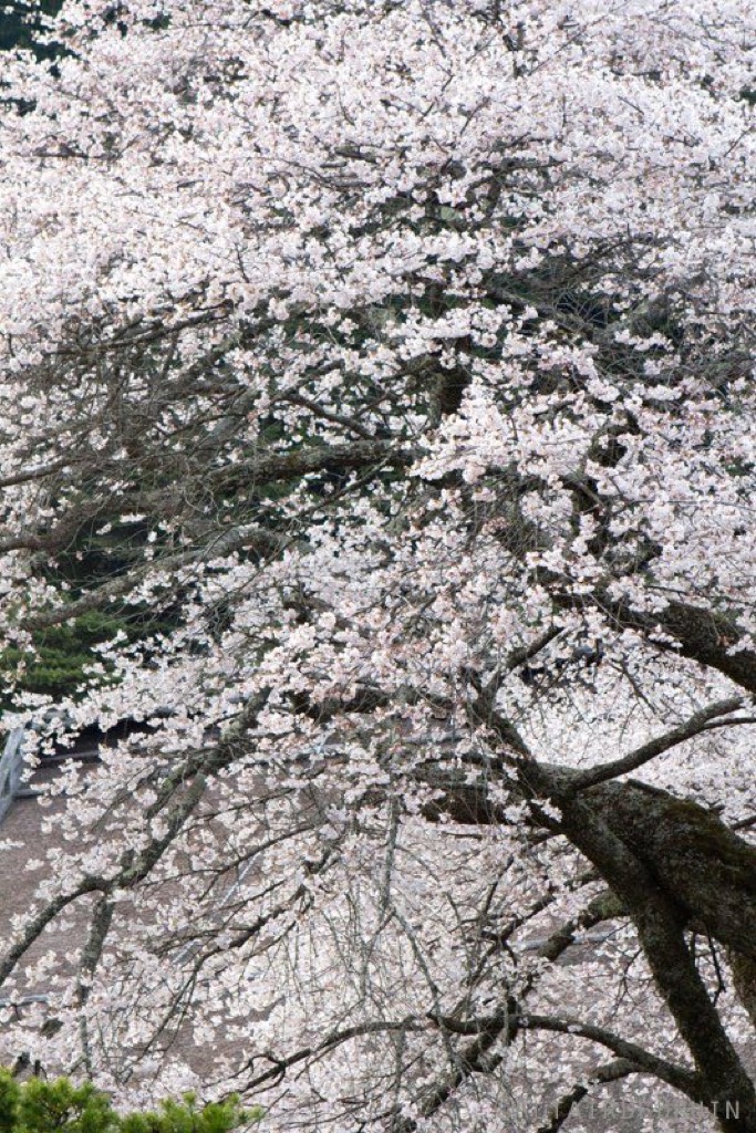 Koya-San, Japan