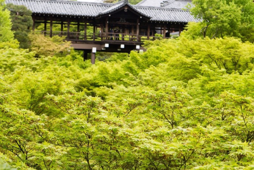 Tokyo and Kyoto